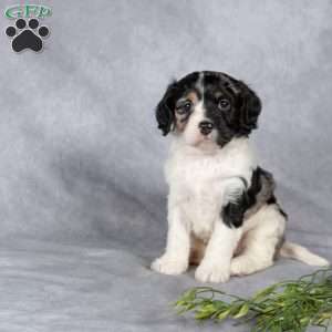 Bella, Cavapoo Puppy